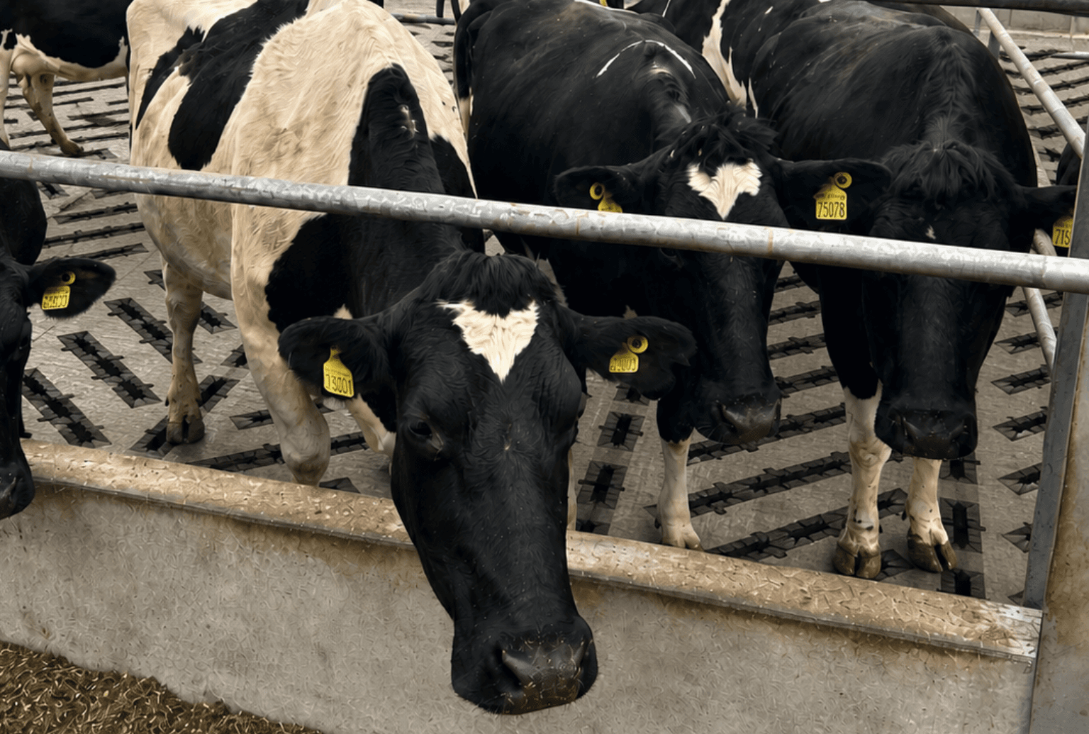 Cow Mats