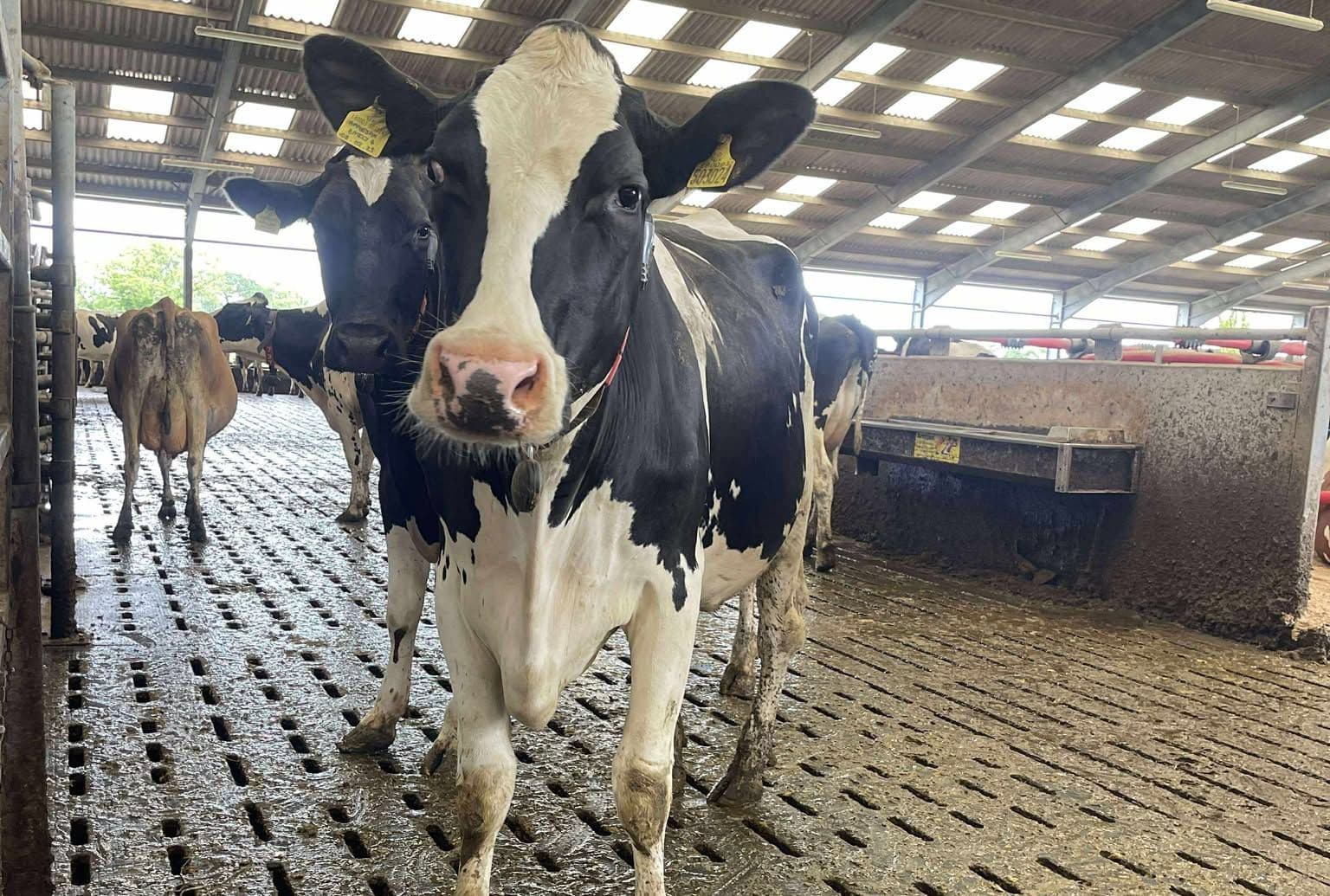 Agricultural Flooring