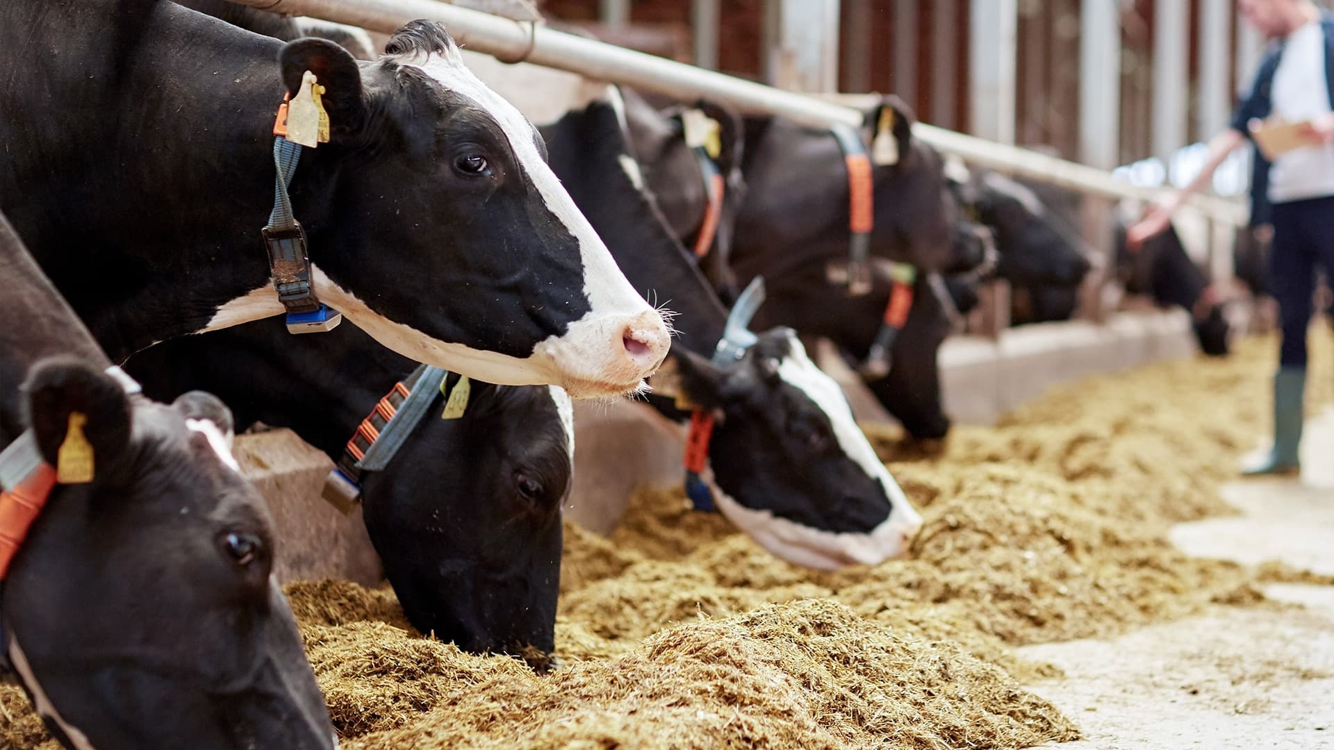 Best Livestock Sheds