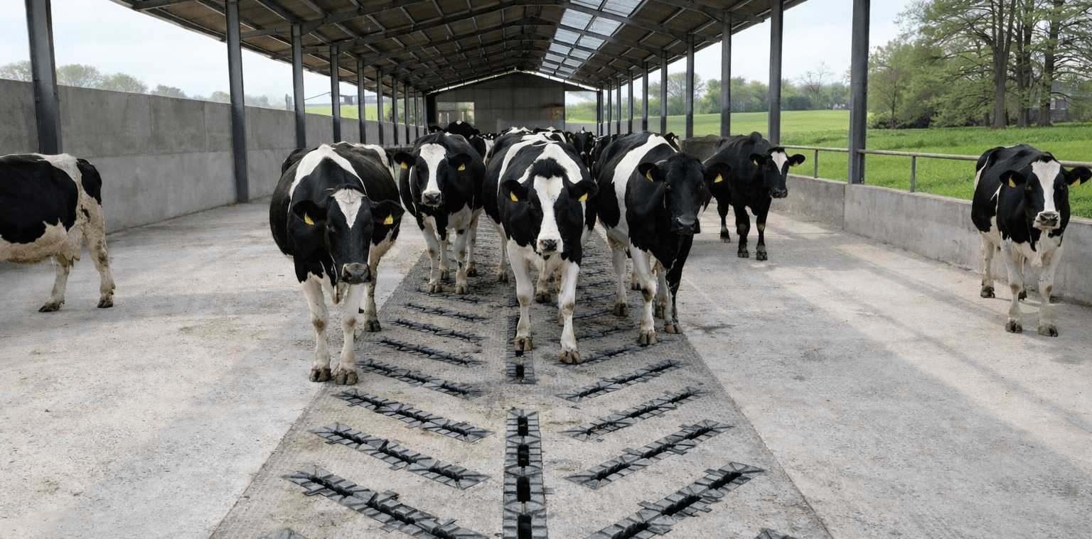 Cows on Agristride slat