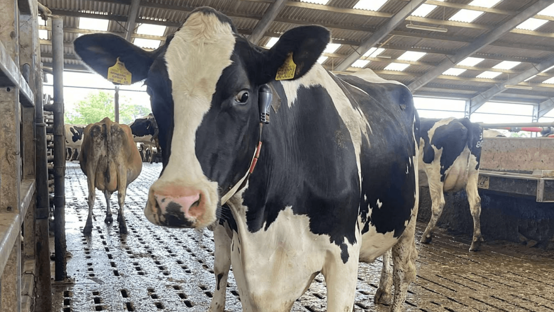 Boost cow comfort with the best soft flooring options for sheds