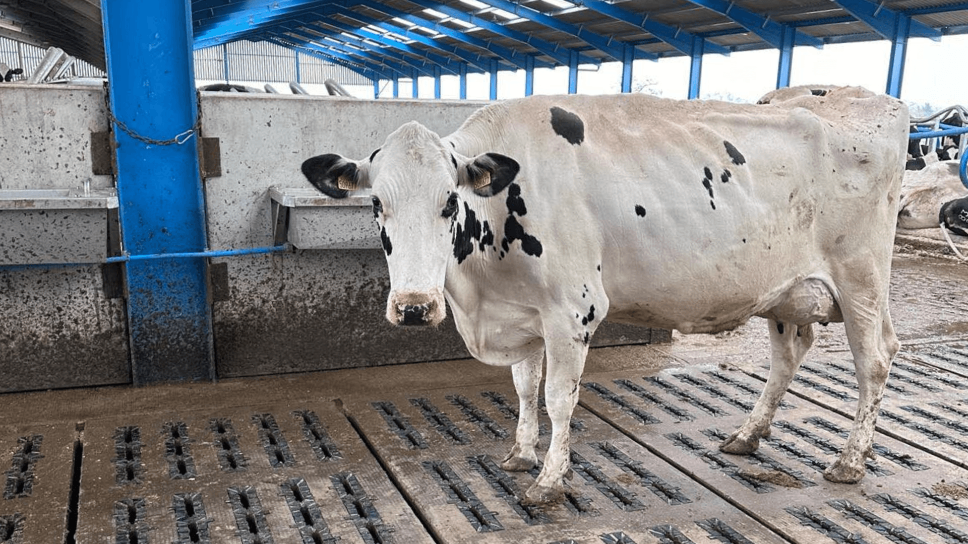 The best flooring for cow sheds in milking areas 