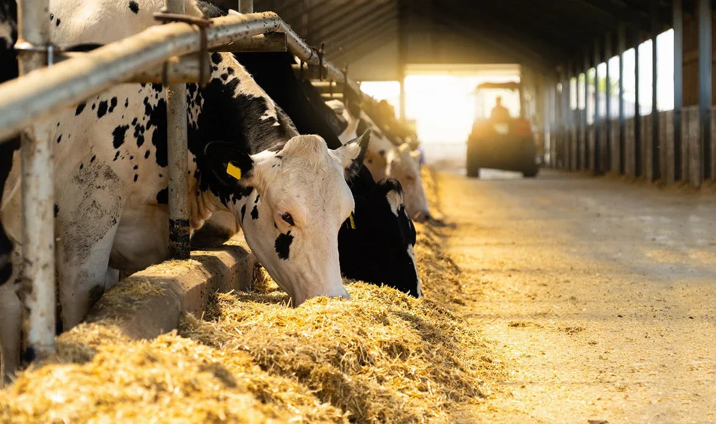Dairy cows eating hay in farm barn