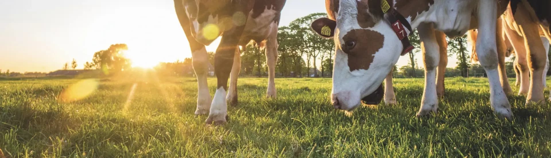 Cows and grass