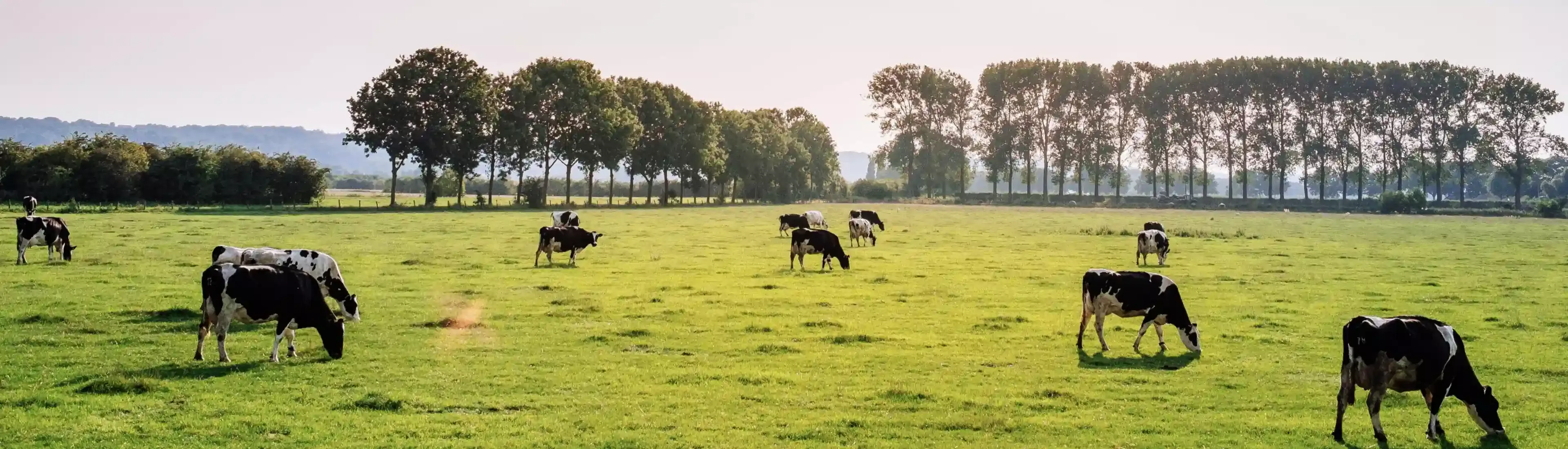 Cows in field