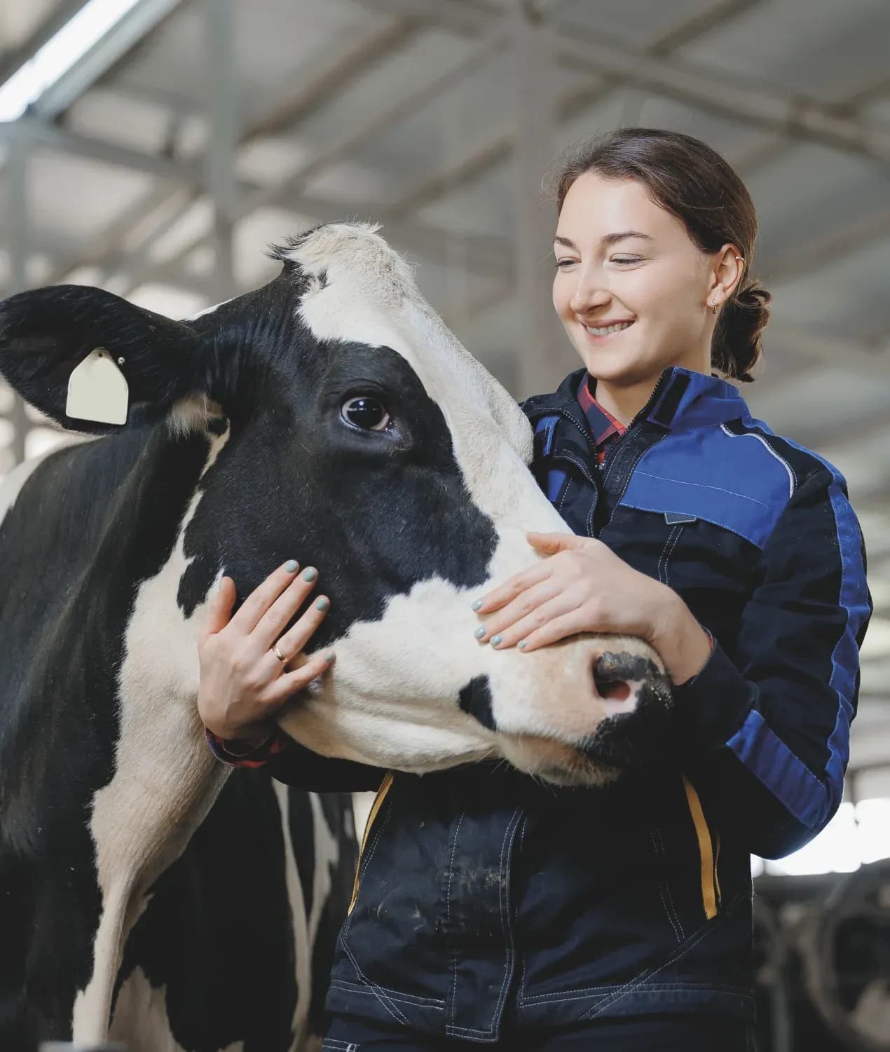 Dairy cow and farmer