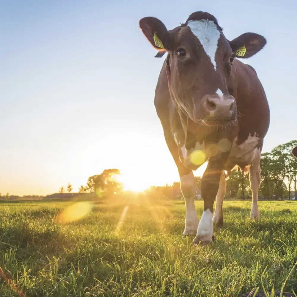 Dairy cow in field