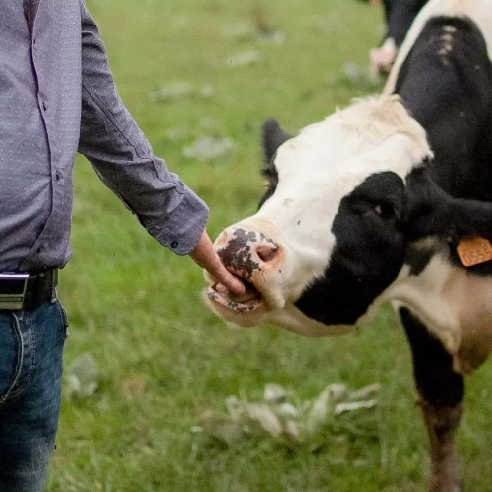 Farmer feeding dairy cow