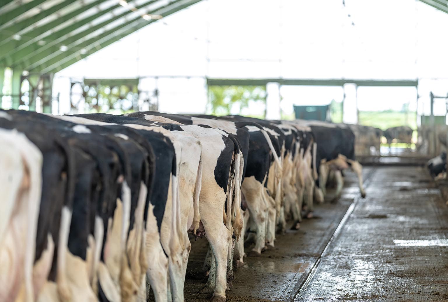 Agristride - Hybrid Cattle Slat - By Wolfenden