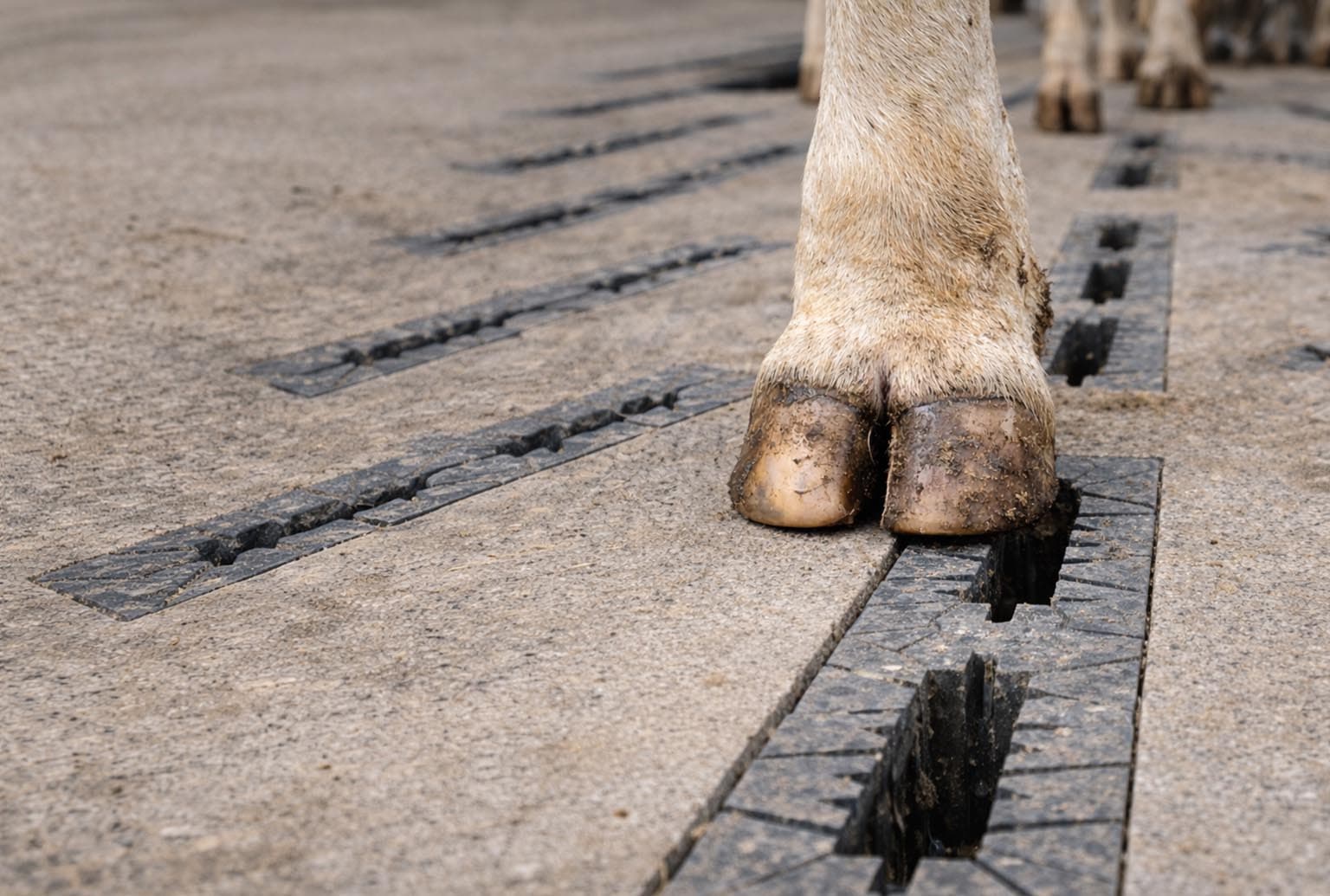 Agristride - Hybrid Cattle Slat - By Wolfenden