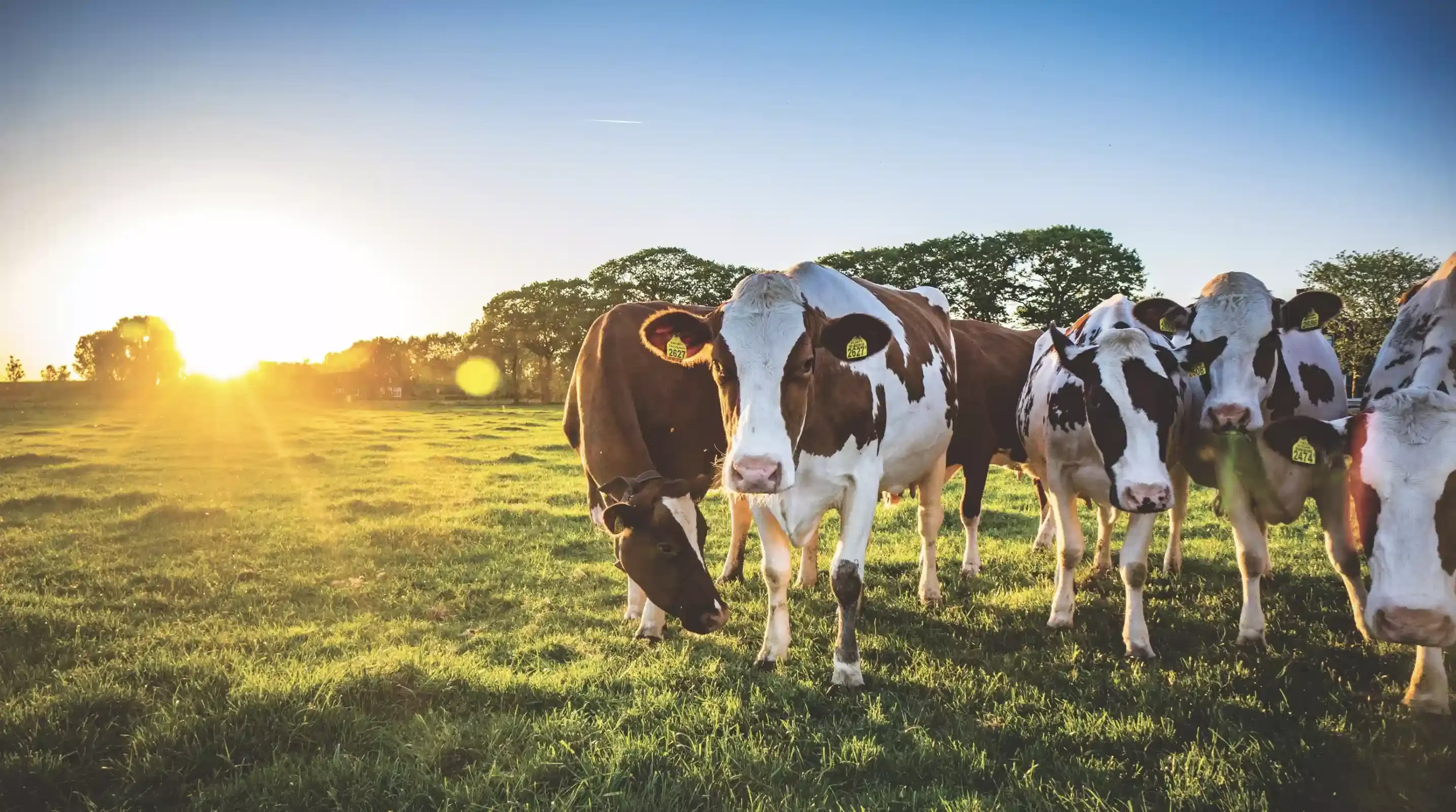 Cows in field with sunshine behind